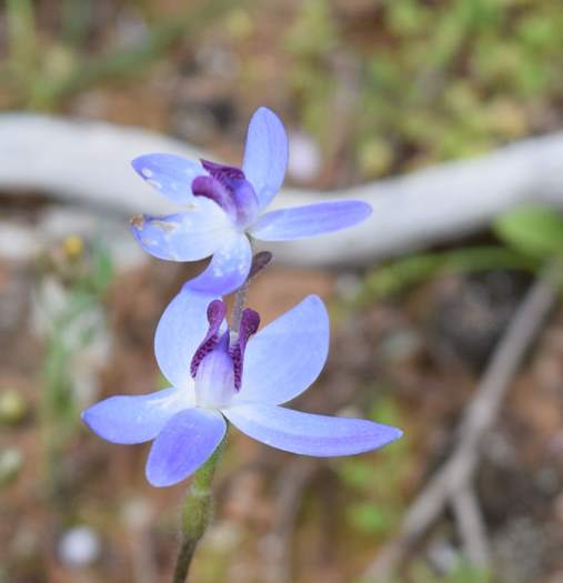 Cyanicula - Orchid-blue-fairy-2-Orchid-Ridge-Sep-2018p0004.JPG